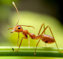 ants