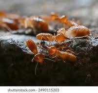 Termites in a House?