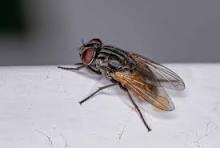 ten ways to eliminate flies