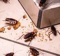 Pest Control Service Required for Hospital