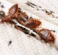 Pest Control Service Required for Hotel Industries | Eastern Pest Control Services