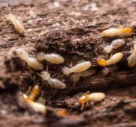 Termite in a house