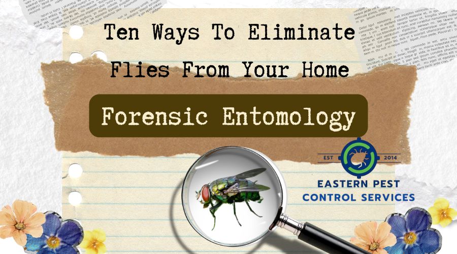 10 Ways To Eliminate Flies From Your Home