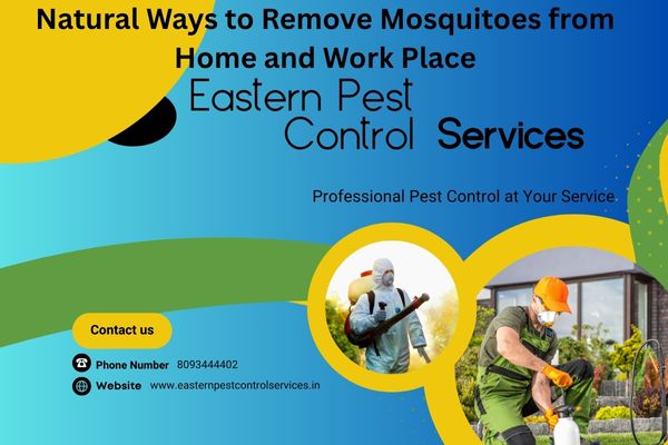 Natural Ways to Remove Mosquitoes from Home and Work Place