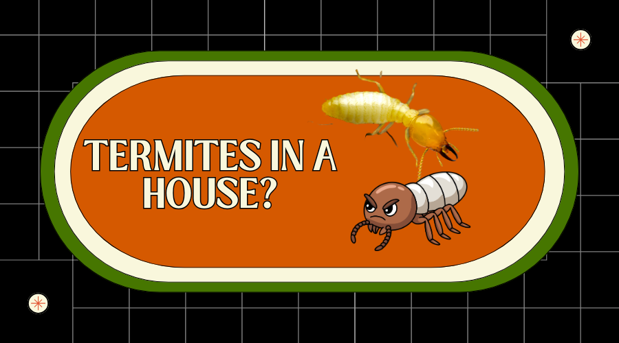 "Termites in a House?