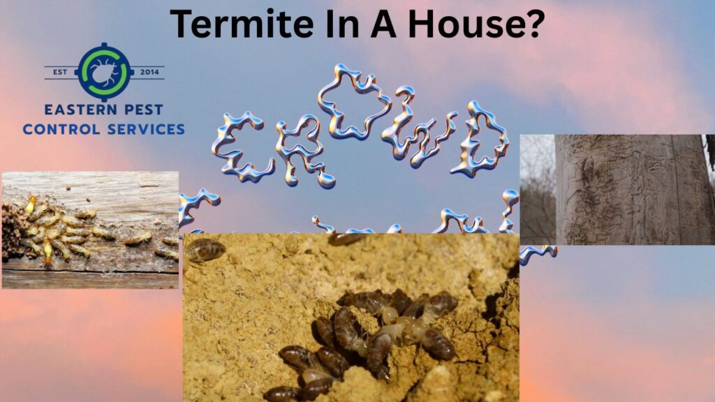 Termite In A House