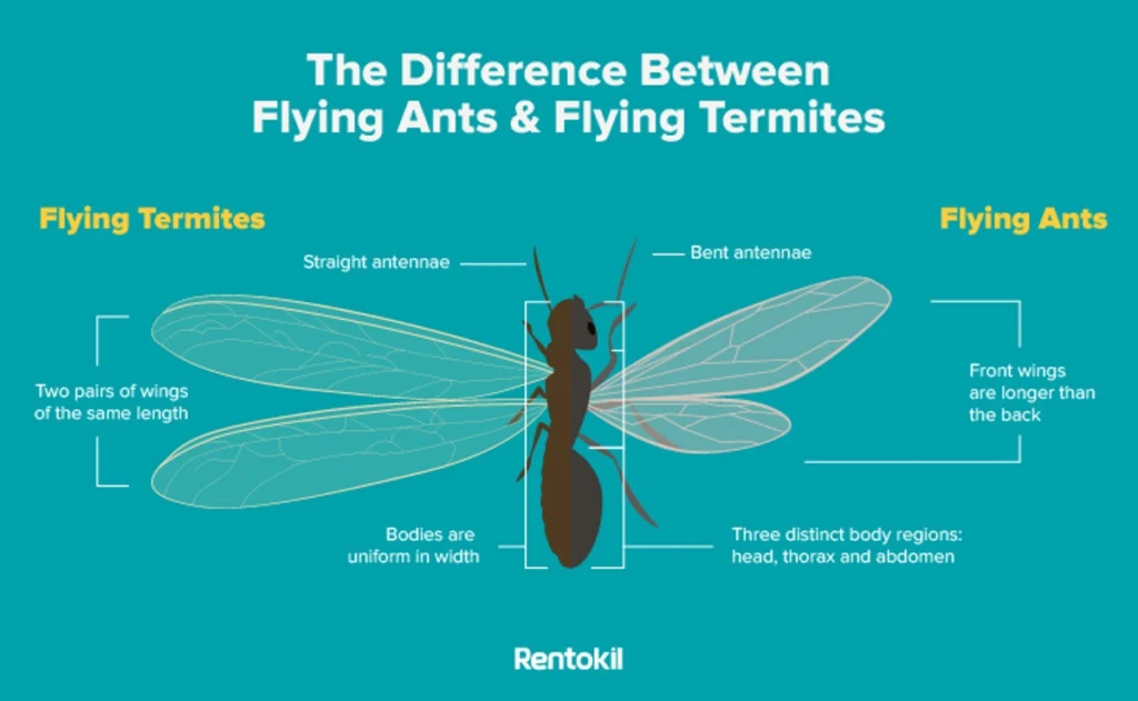 Termites in a House? Identify, Prevent & Eliminate Them